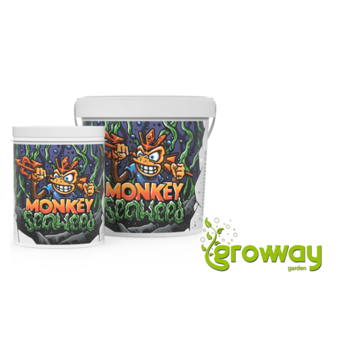 Monkey Seaweed