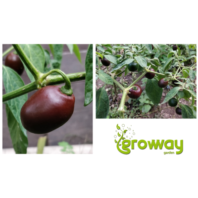 Mini Rocoto Brown