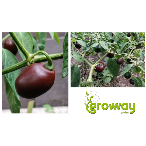 Mini Rocoto Brown
