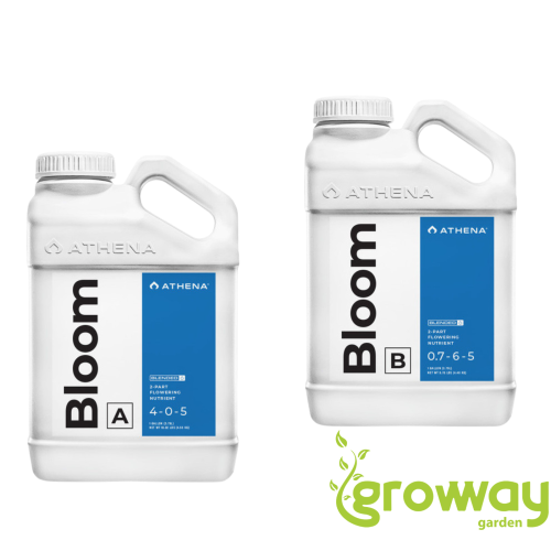 Athena Blended Line Bloom A+B