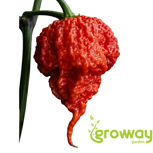Carolina Reaper