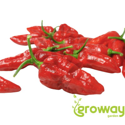 Naga Morich
