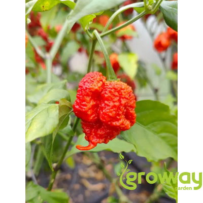 Carolina Reaper