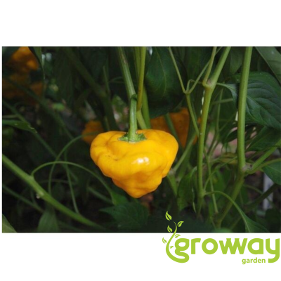 Squash Jamaican Yellow