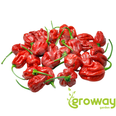 Trinidad Scorpion Butch Taylor
