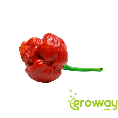 Trinidad Scorpion Moruga
