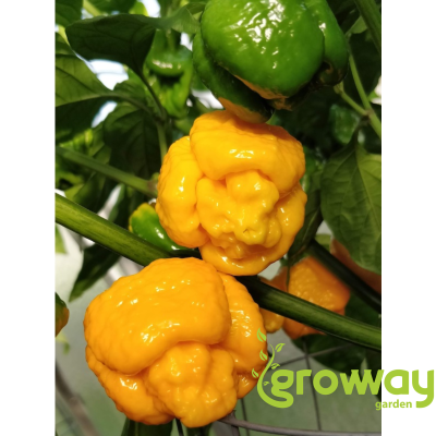 Trinidad Scorpion Moruga Yellow