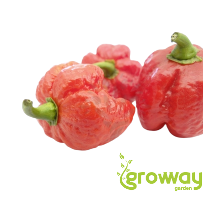 Trinidad Scorpion Satan