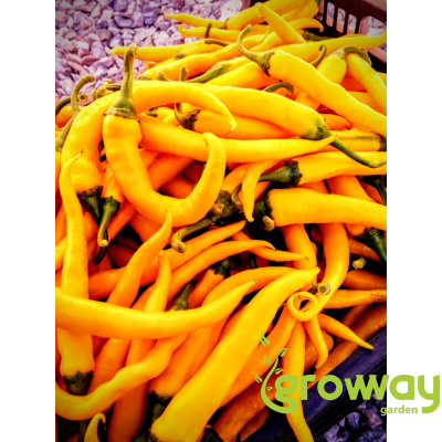 Cayenne Yellow