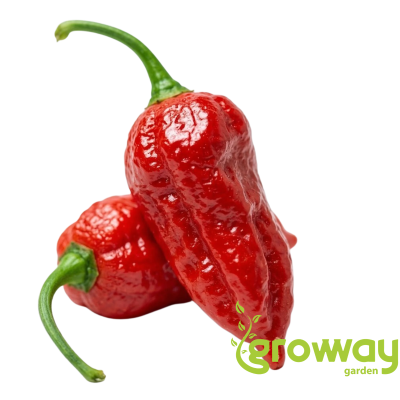 Dorset Naga