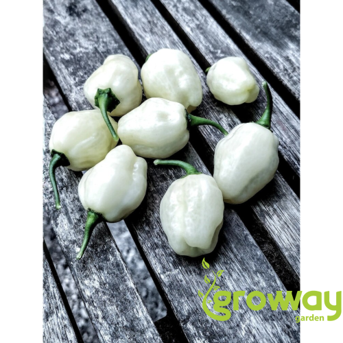 Habanero Big Bullet